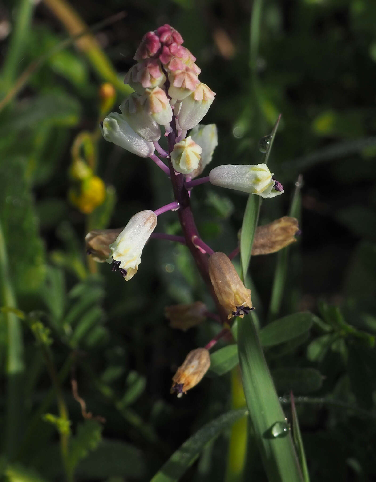 Image of Common Roman Squill