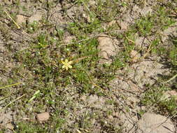 Sivun Triteleia ixioides subsp. anilina (Greene) L. W. Lenz kuva