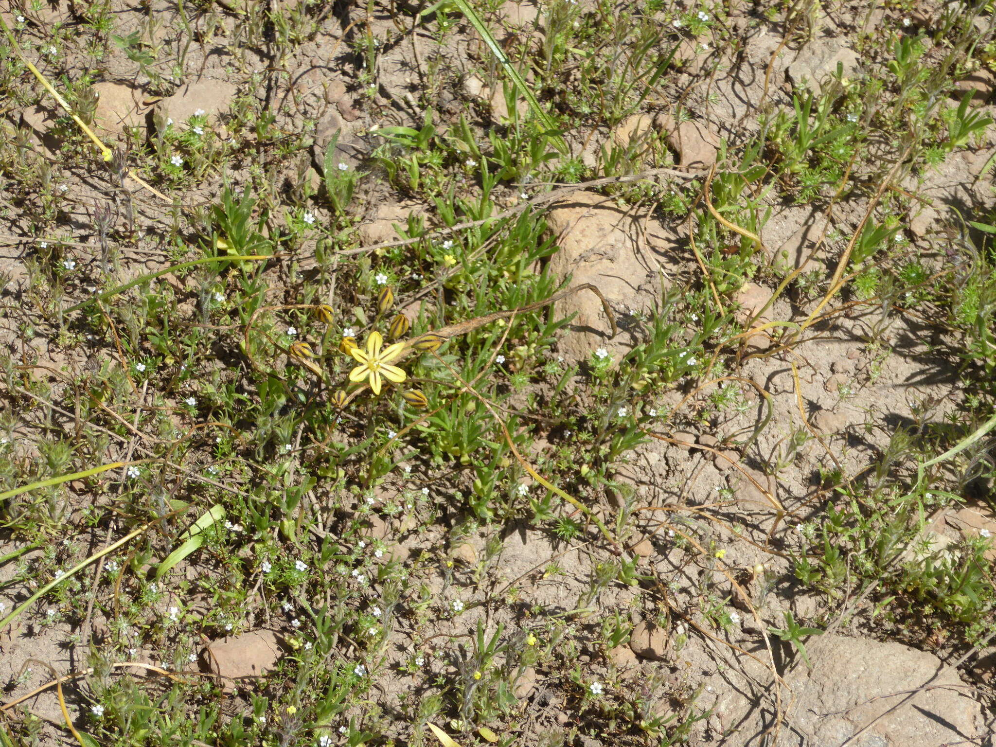 Sivun Triteleia ixioides subsp. anilina (Greene) L. W. Lenz kuva