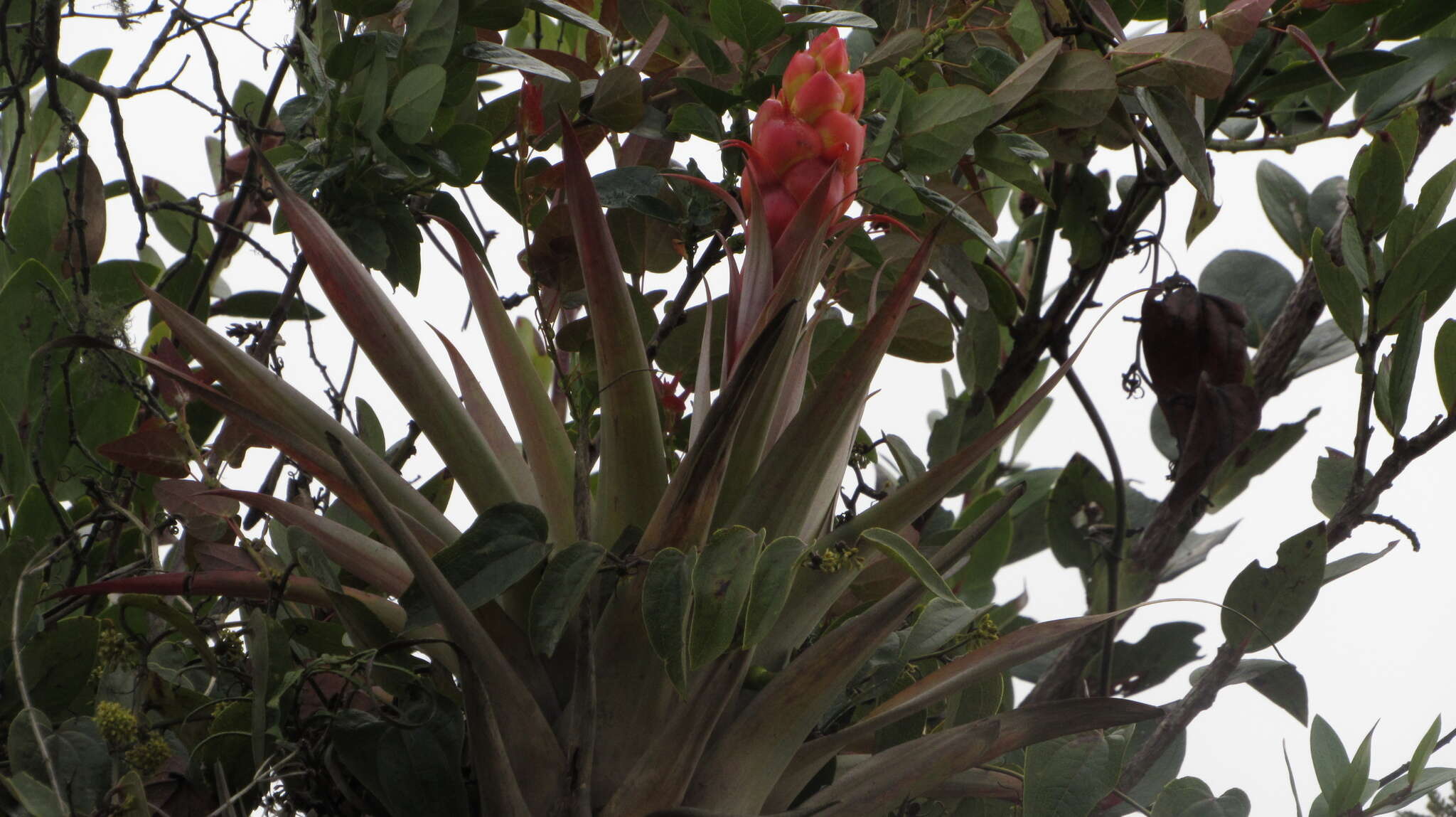 Tillandsia turneri Baker resmi