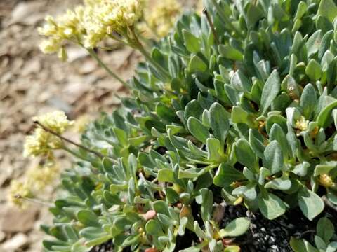 Image of rockjasmine buckwheat