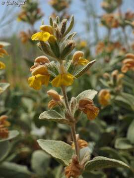 Image of Phlomis brevilabris Ehrenb. ex Boiss.