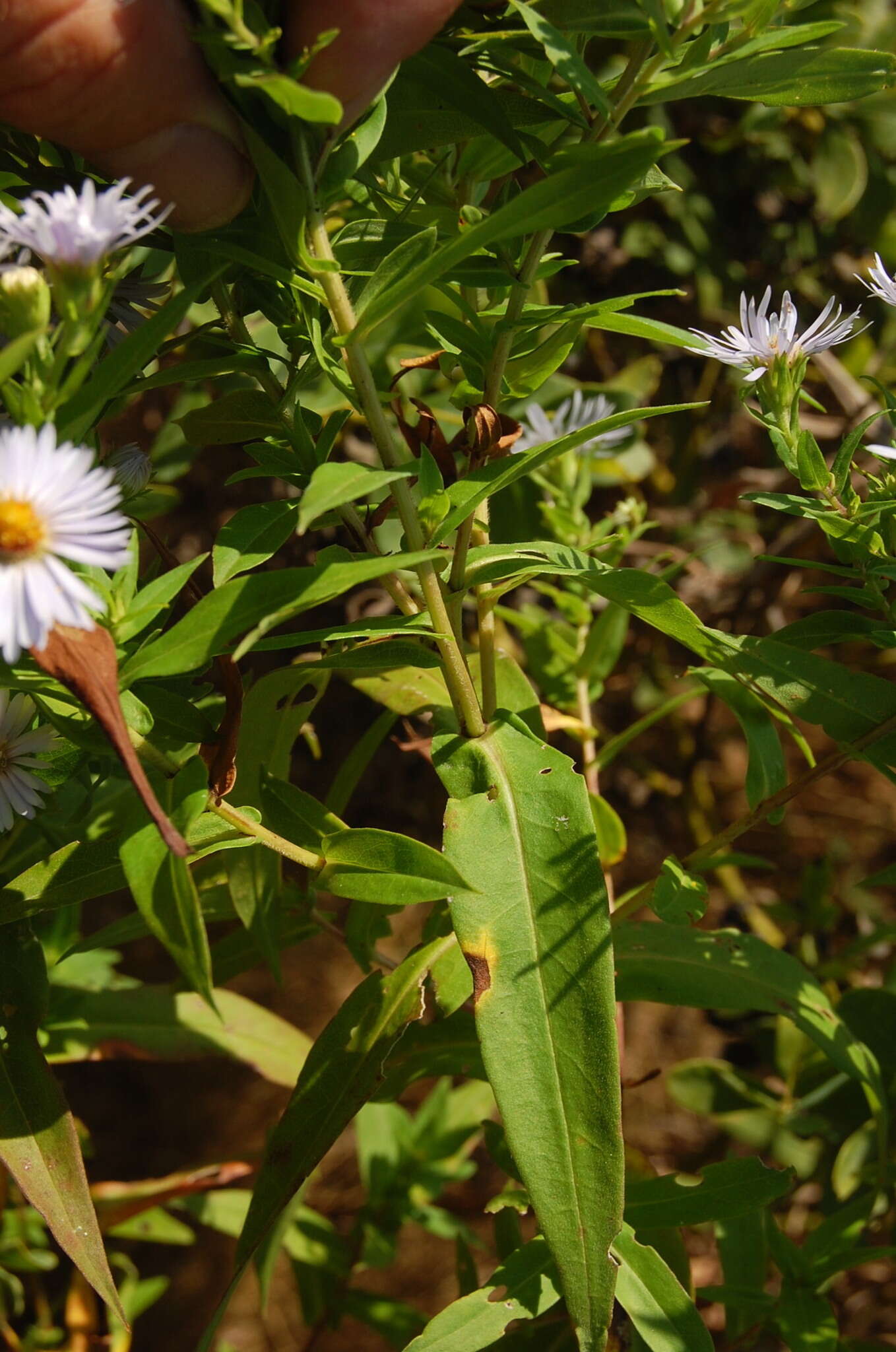 Plancia ëd Symphyotrichum firmum (Nees) G. L. Nesom