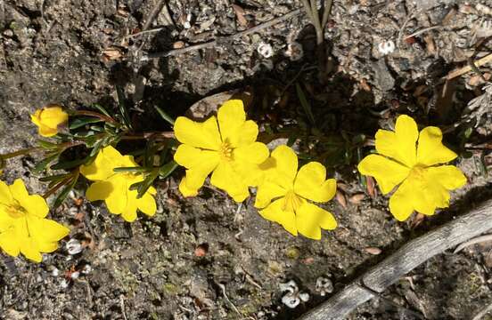 Image of Hibbertia gracilipes Benth.