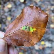 Sivun Stigmella tityrella (Stainton 1854) Hering 1957 kuva