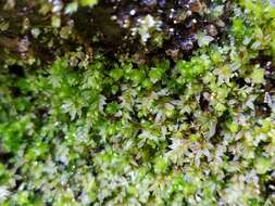 Image of stellar calcareous moss