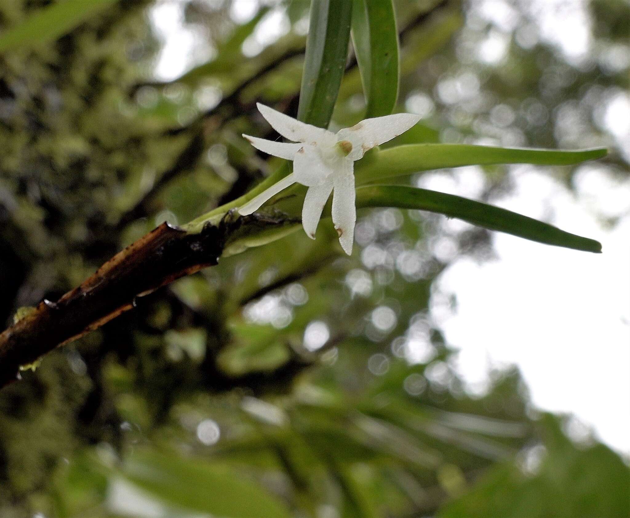 Image of Jumellea pailleri F. Rakotoar.