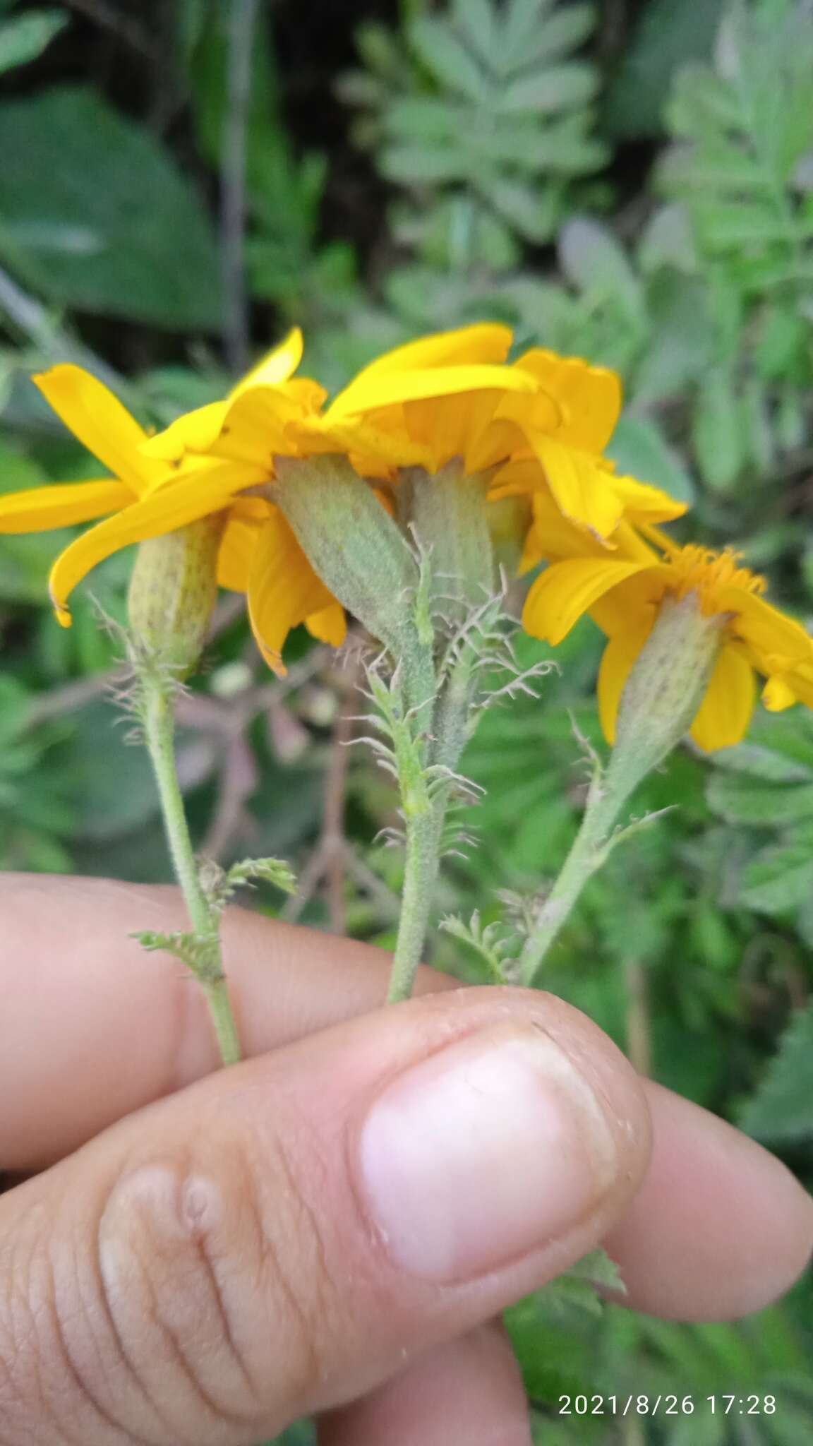 Imagem de Tagetes zypaquirensis Humb. & Bonpl.