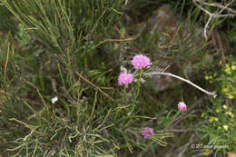 Image of wild garlic