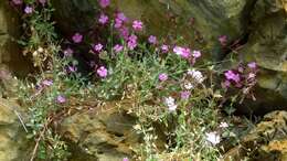 Image of Petrocoptis glaucifolia (Lag.) Pau