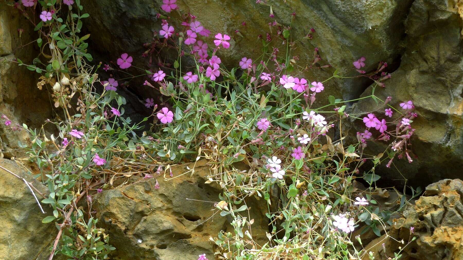 Image of Petrocoptis glaucifolia (Lag.) Pau