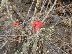 Слика од Euphorbia strigosa Hook. & Arn.