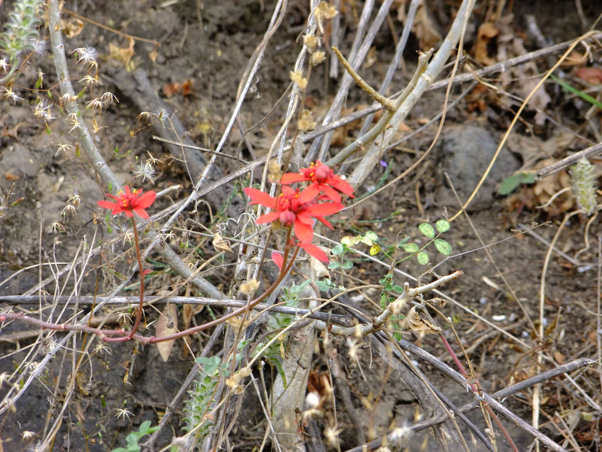 Слика од Euphorbia strigosa Hook. & Arn.