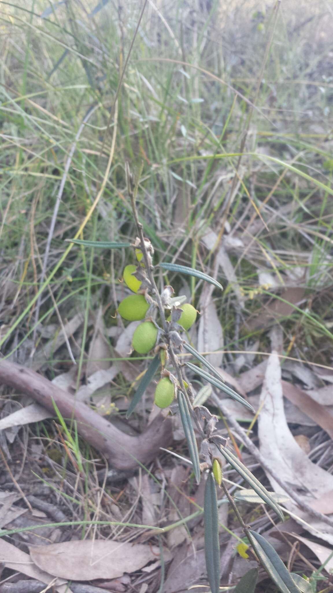 Слика од Hovea heterophylla Hook. fil.