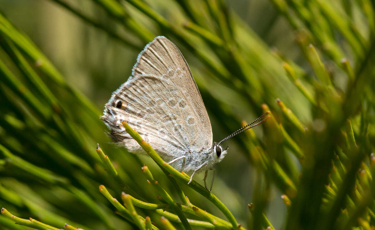 Image of Jalmenus icilius (Hewitson (1865))