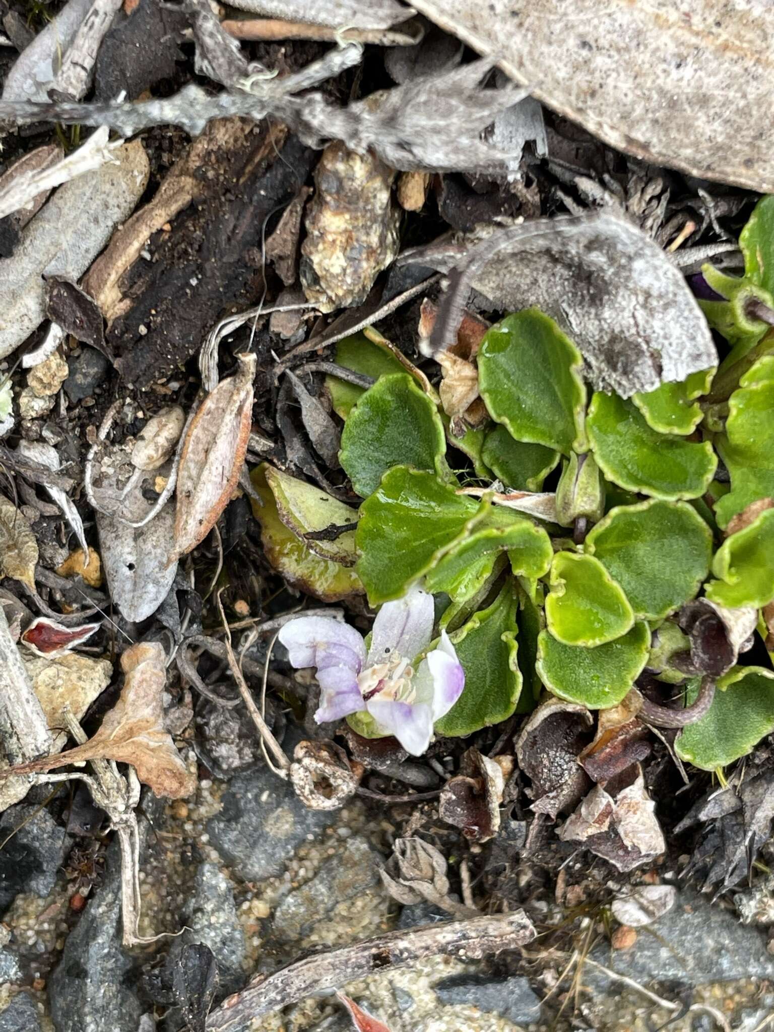 Image of Viola curtisiae