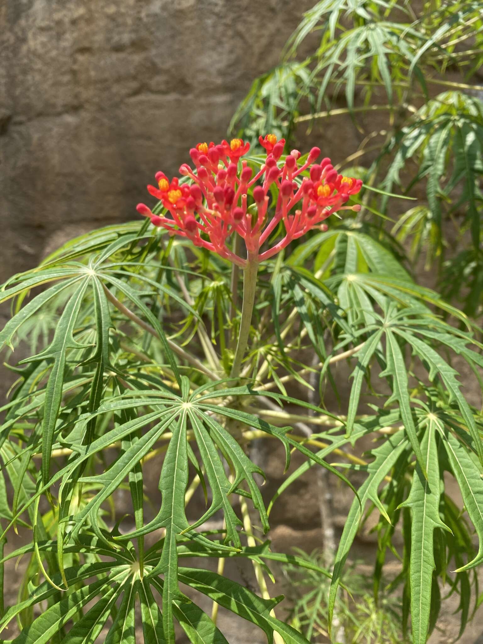 Plancia ëd Jatropha multifida L.