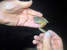 Image of Grey Barred Frog