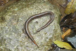 Image of Trachyboa Peters 1860