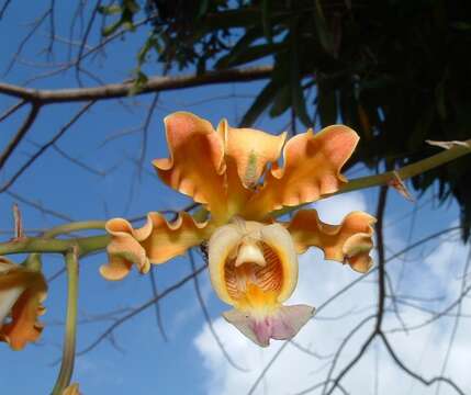 Image of Myrmecophila brysiana (Lem.) G. C. Kenn.