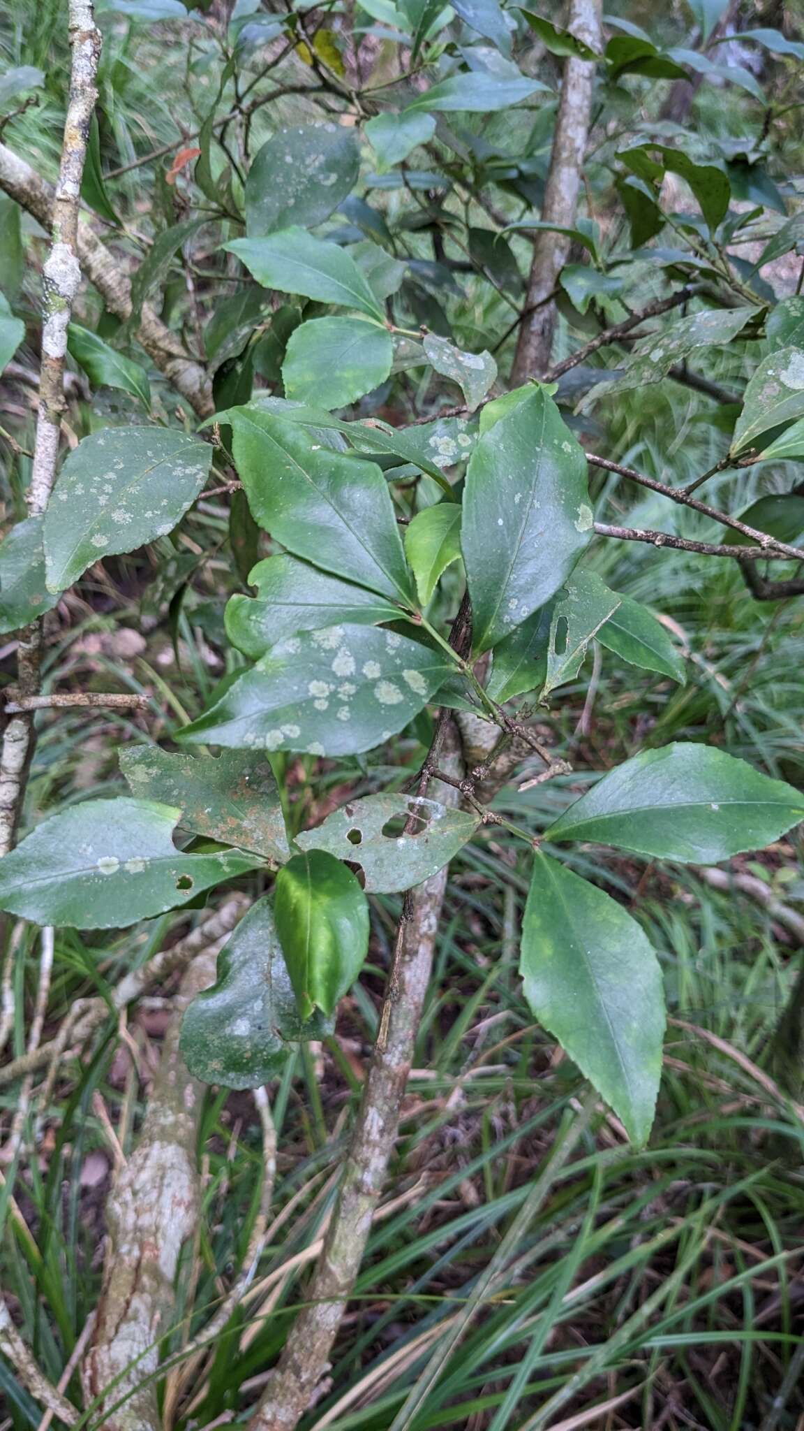 Image of Euonymus tashiroi Maxim.