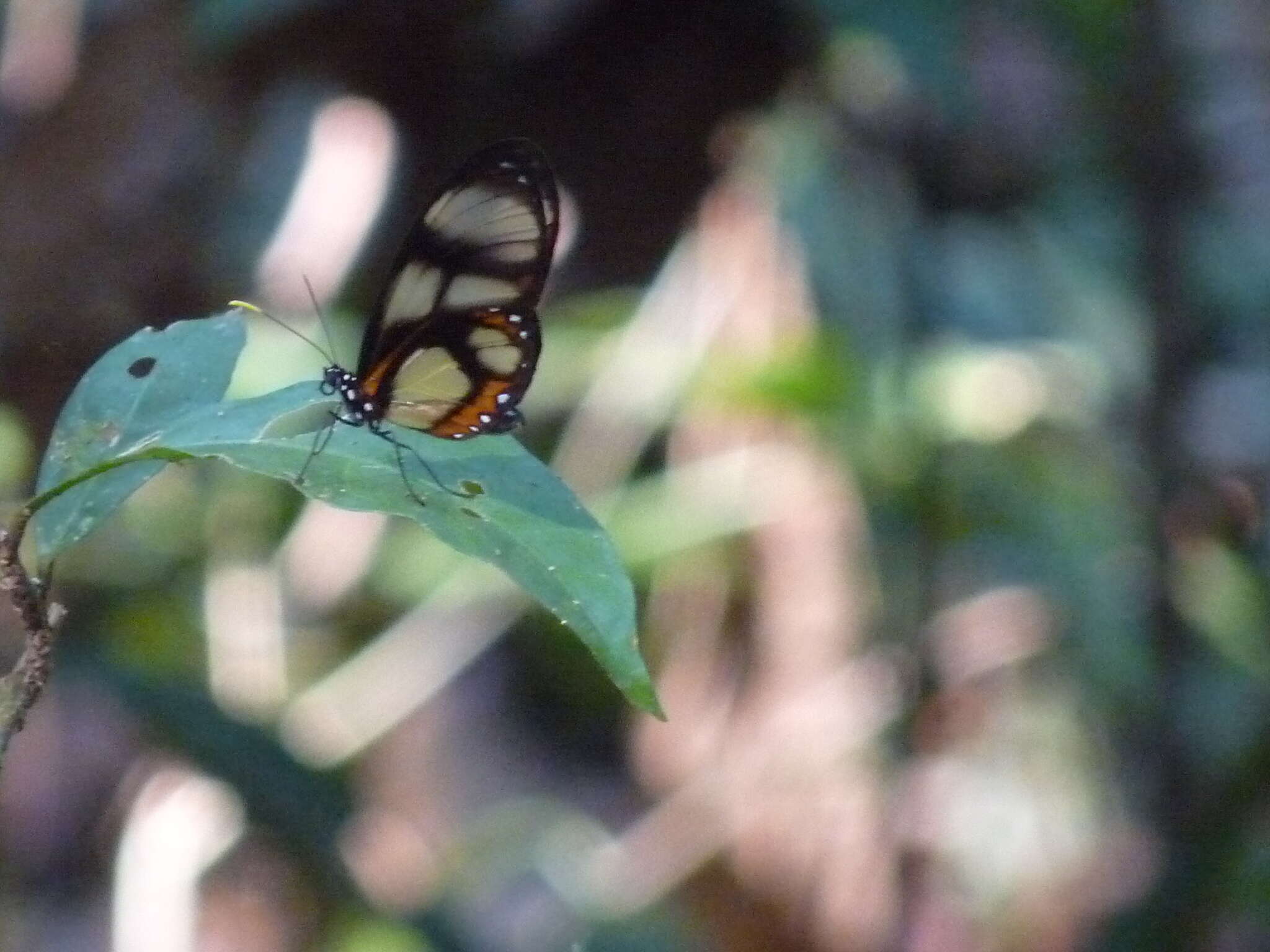 Image of Callithomia lenea Cramer 1782