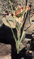 Moraea bifida (L. Bolus) Goldblatt resmi