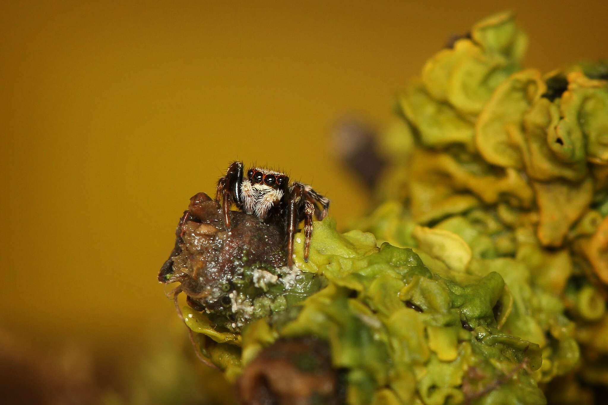 Image of Jumping spider