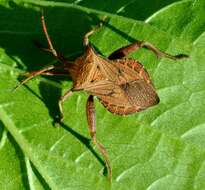 صورة Acroelytrum muricatum Mayr 1865