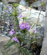 Imagem de Galeopsis angustifolia Ehrh. ex Hoffm.