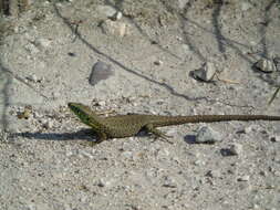 Image of Blue-throated Keeled Lizard