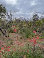 Image of Grevillea longistyla Hook.