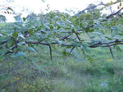 Plancia ëd Gleditsia triacanthos L.