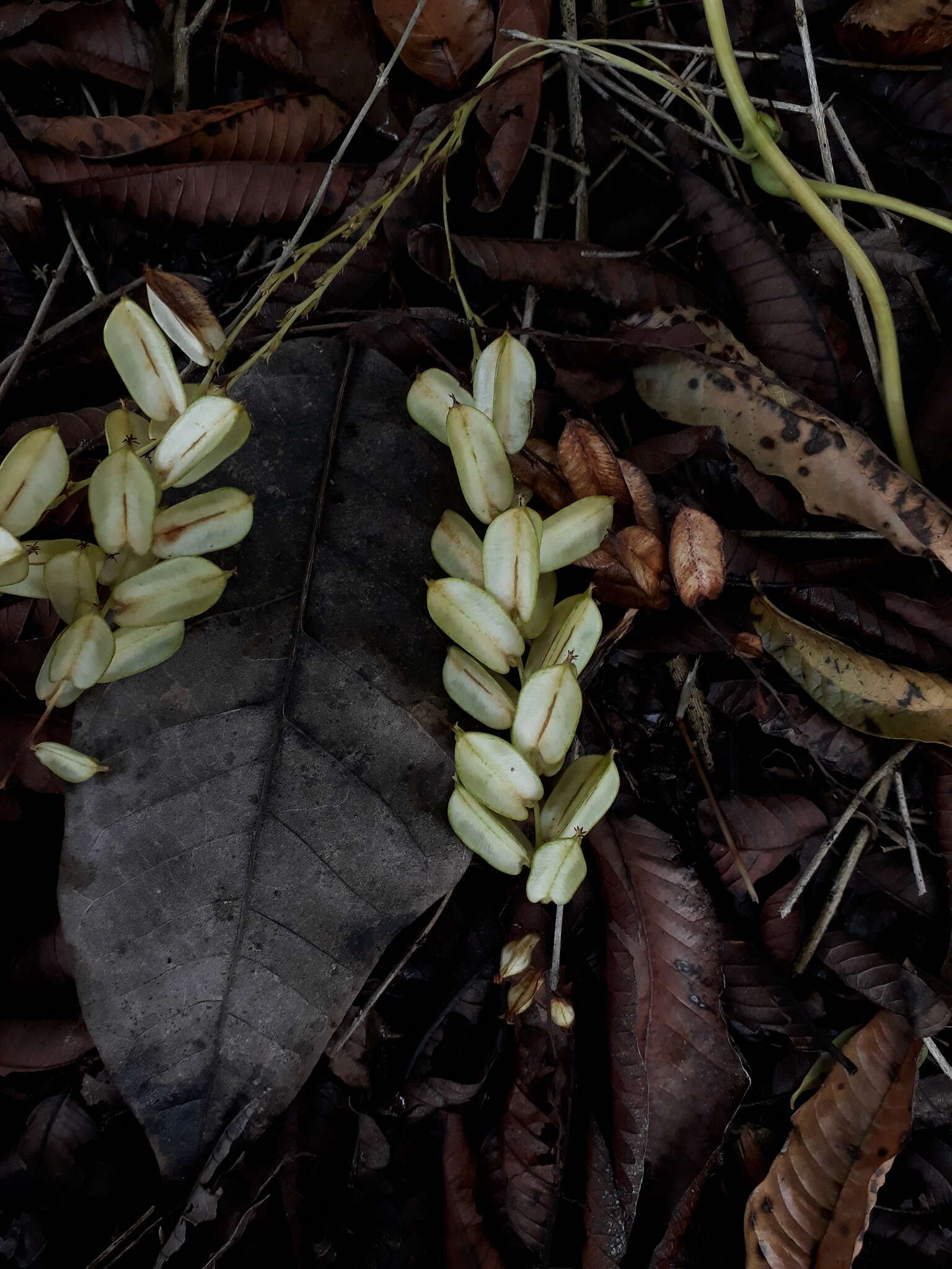 Слика од Dioscorea bulbifera L.