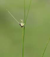 Juncus monanthos Jacq. resmi