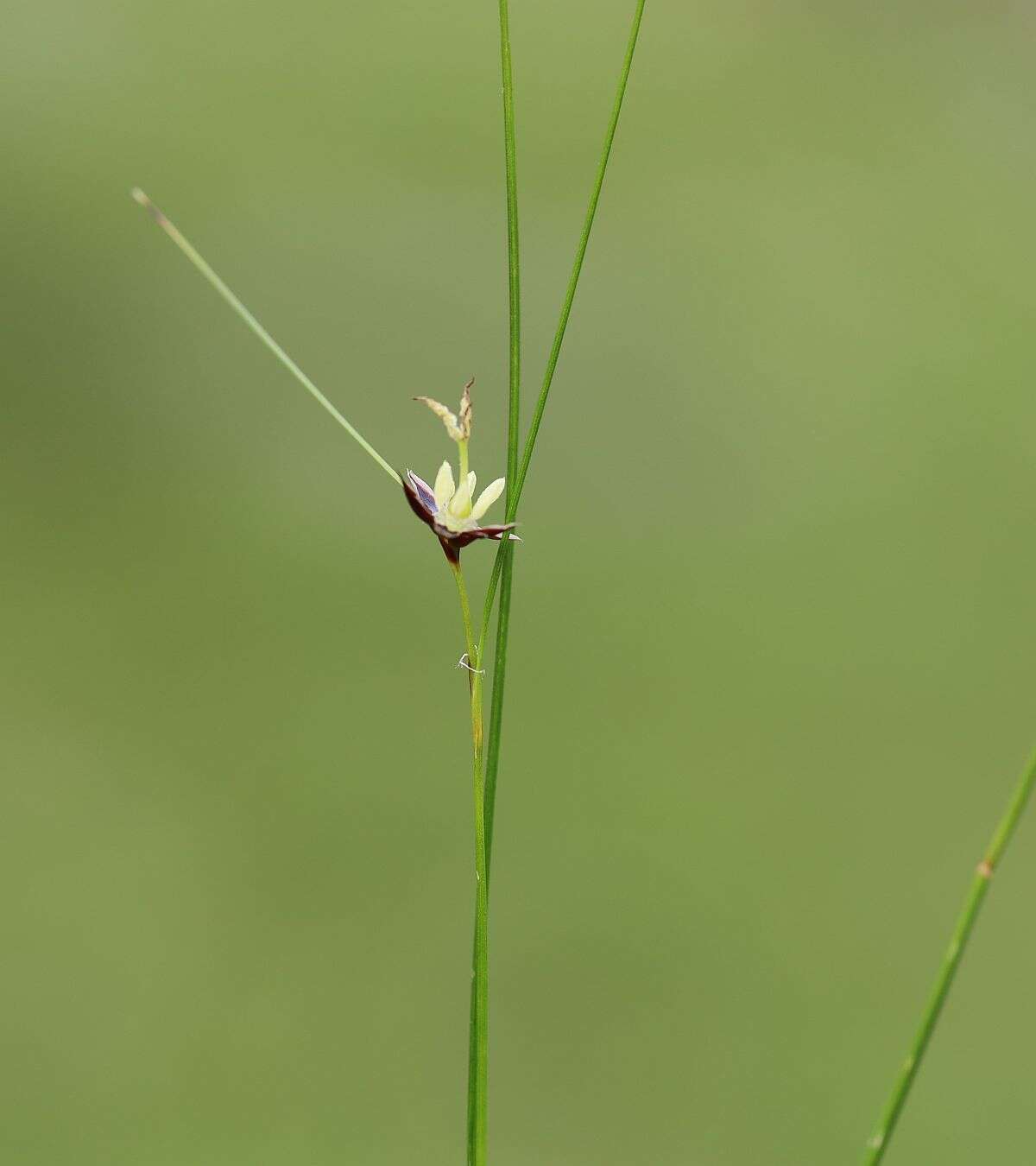 Juncus monanthos Jacq. resmi