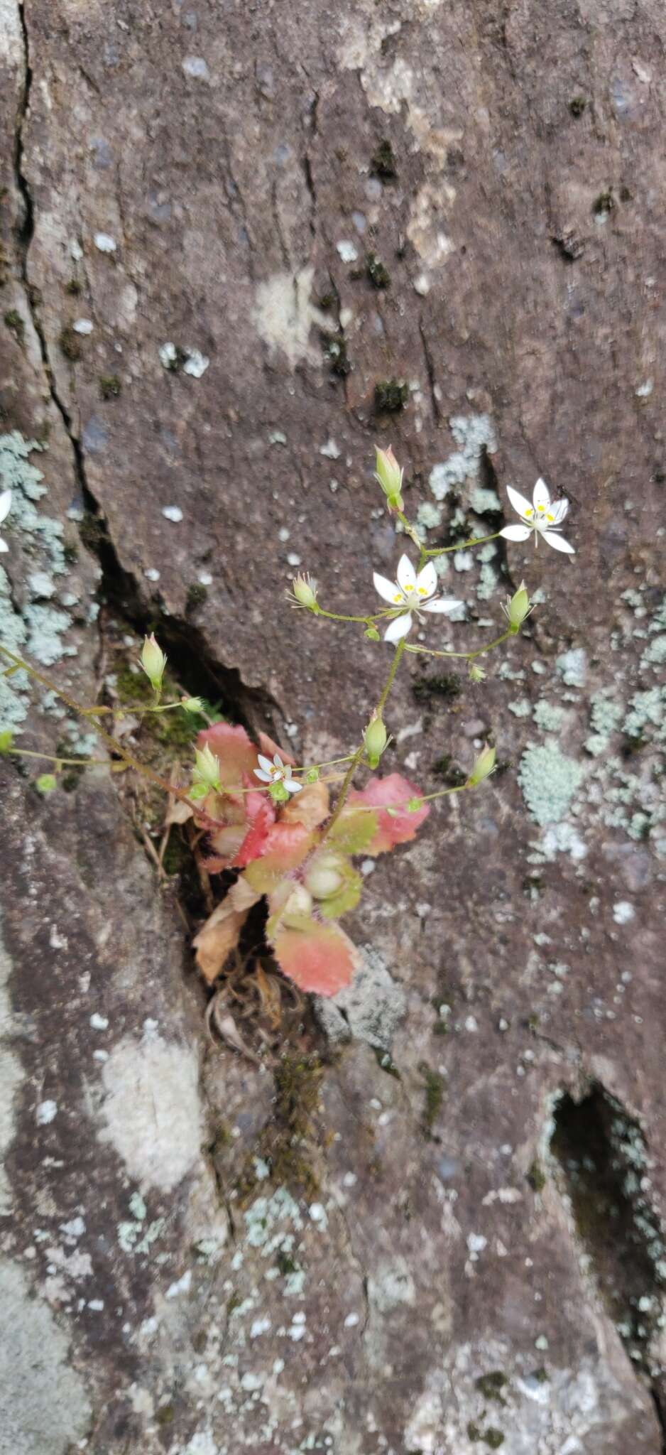 Plancia ëd Micranthes clusii subsp. lepismigena (Planellas) Gornall