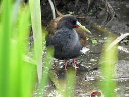 Image of Plumbeous Rail