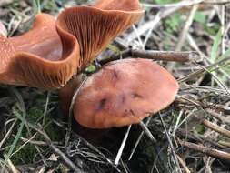 Image of Lactarius atlanticus Bon 1975