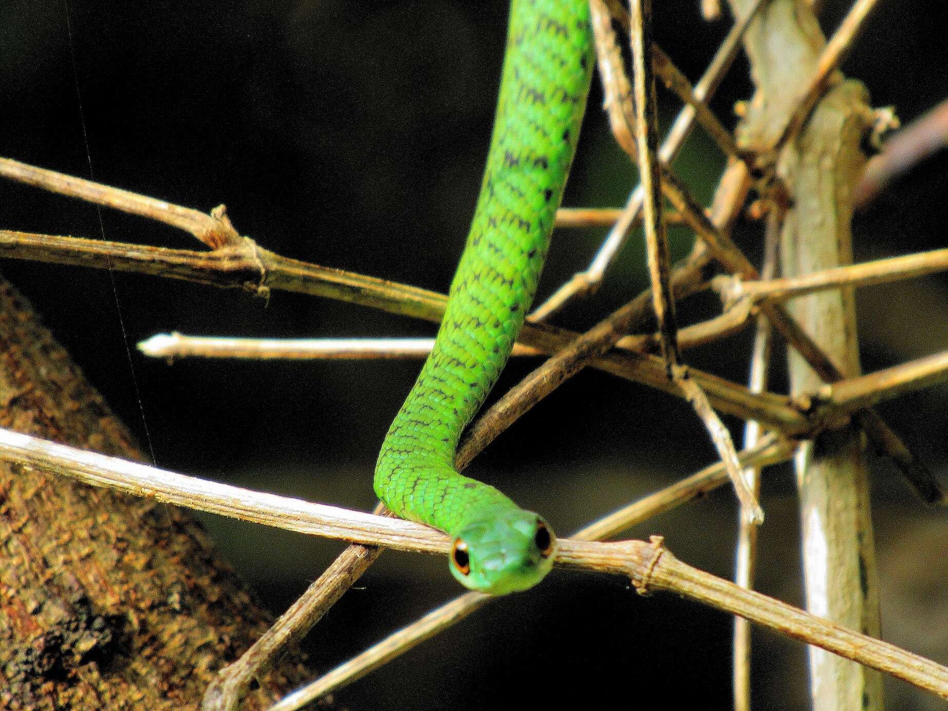 Image of Philothamnus semivariegatus (A. Smith 1840)