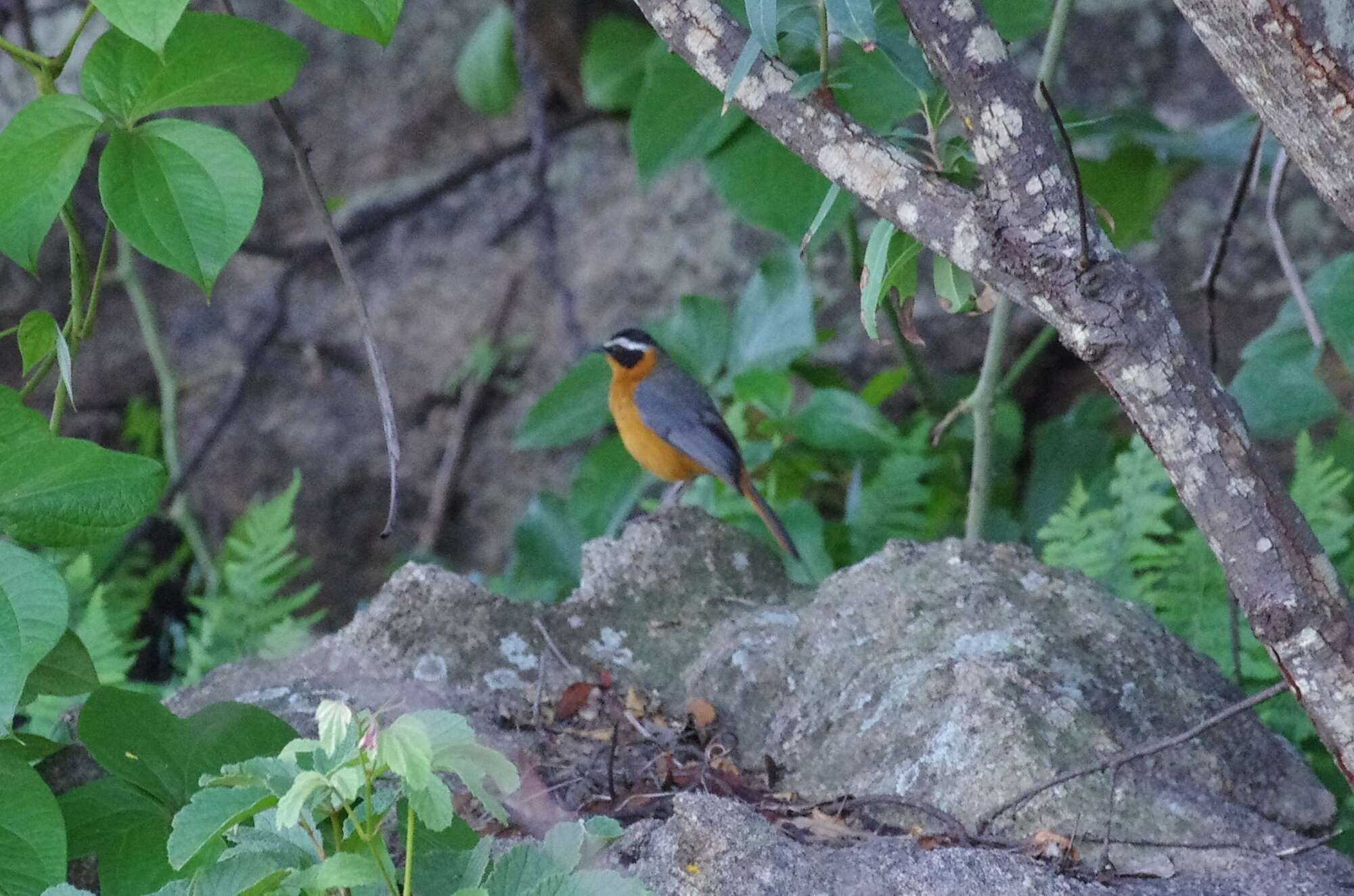 Image of Heuglin's Robin