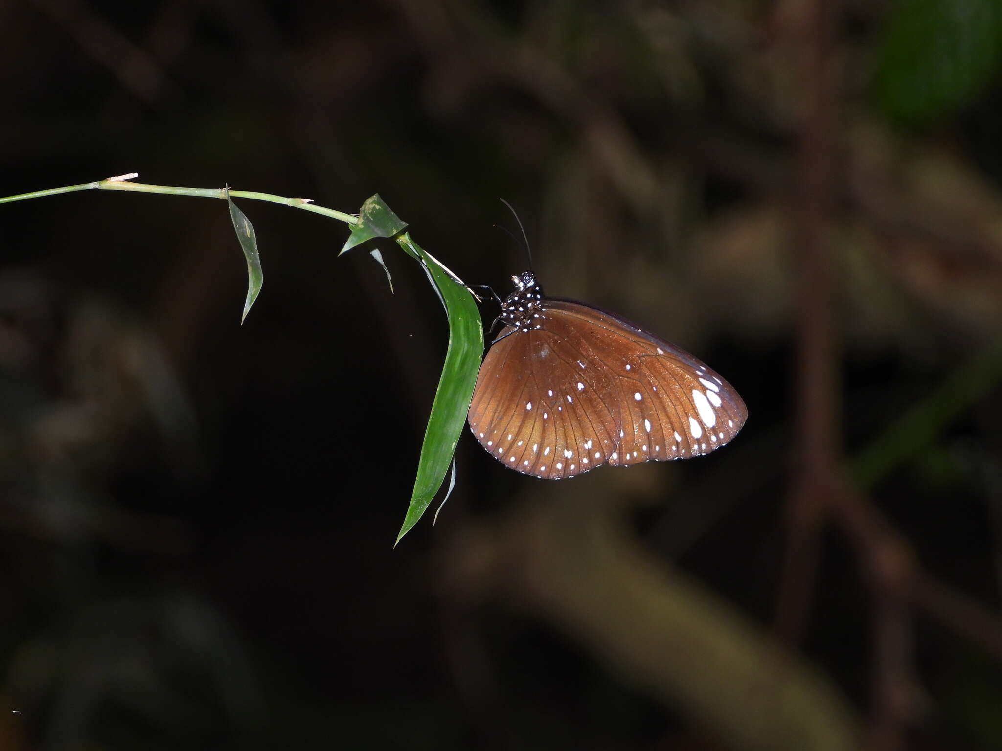 Euploea crameri Lucas 1853的图像