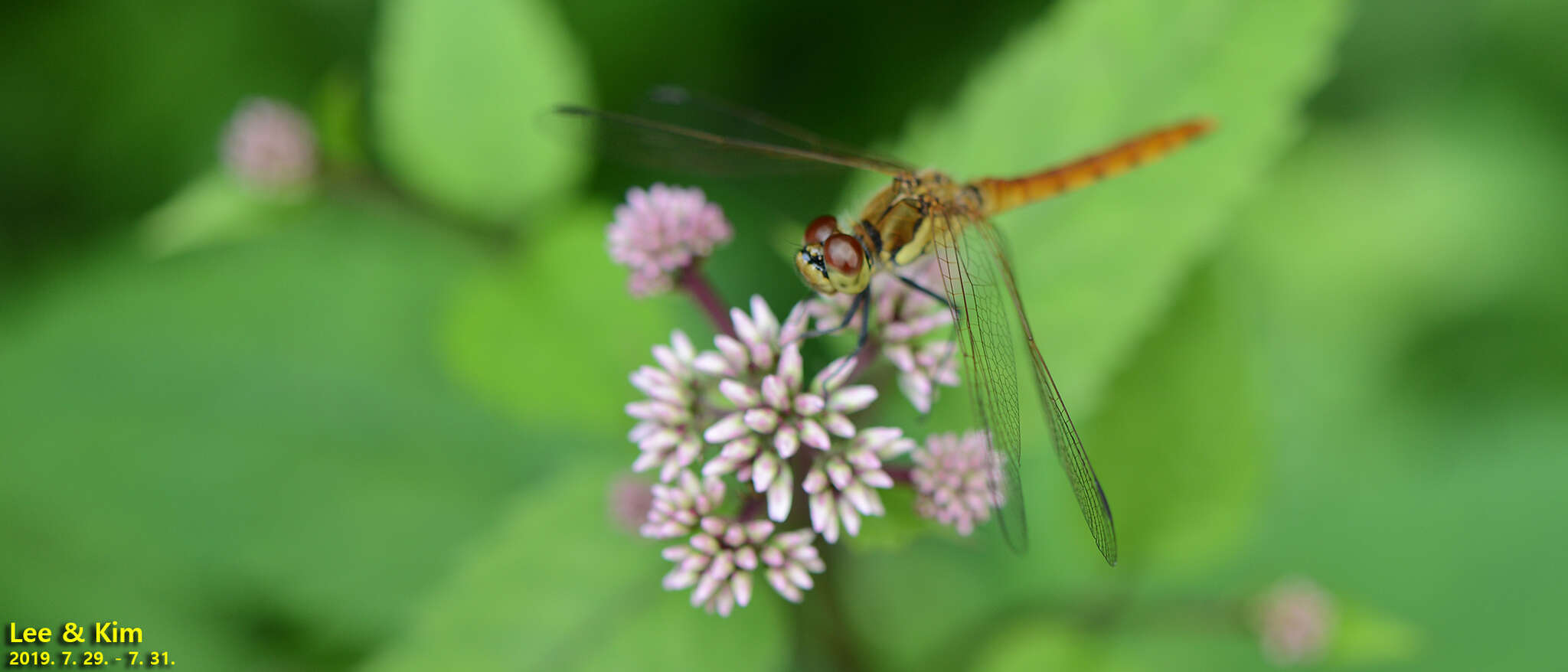 Image de Sympetrum frequens (Selys 1883)