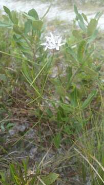 Image of Florida milkweed