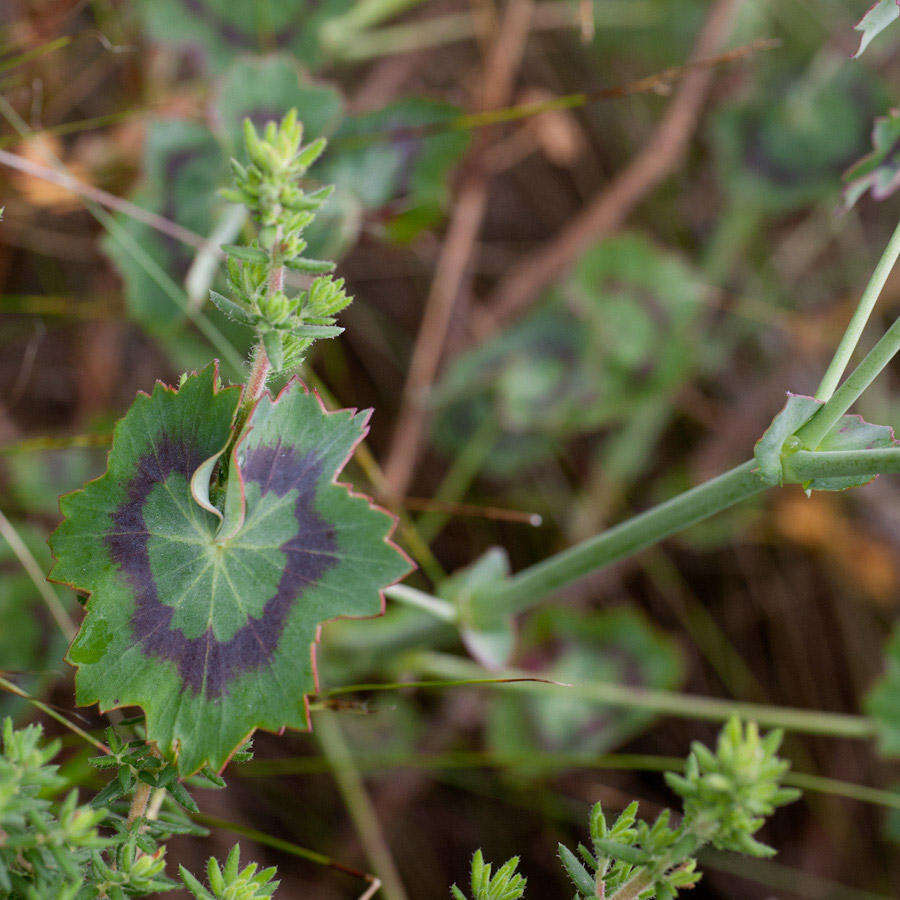 Image of Pelargonium tabulare (Burm. fil.) L'Her.