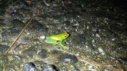 Image of Orinoco lime treefrog