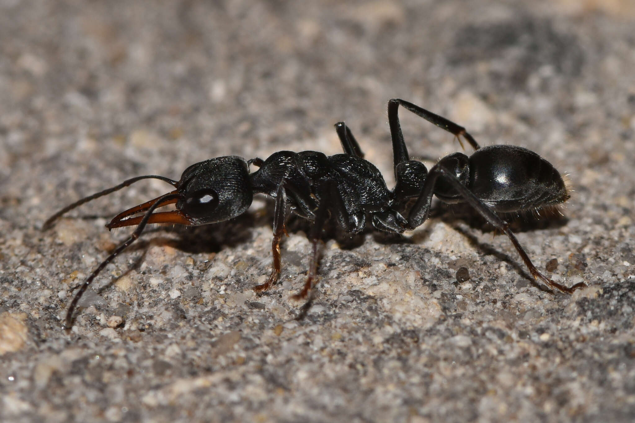 Image of Myrmecia clarki Crawley 1922