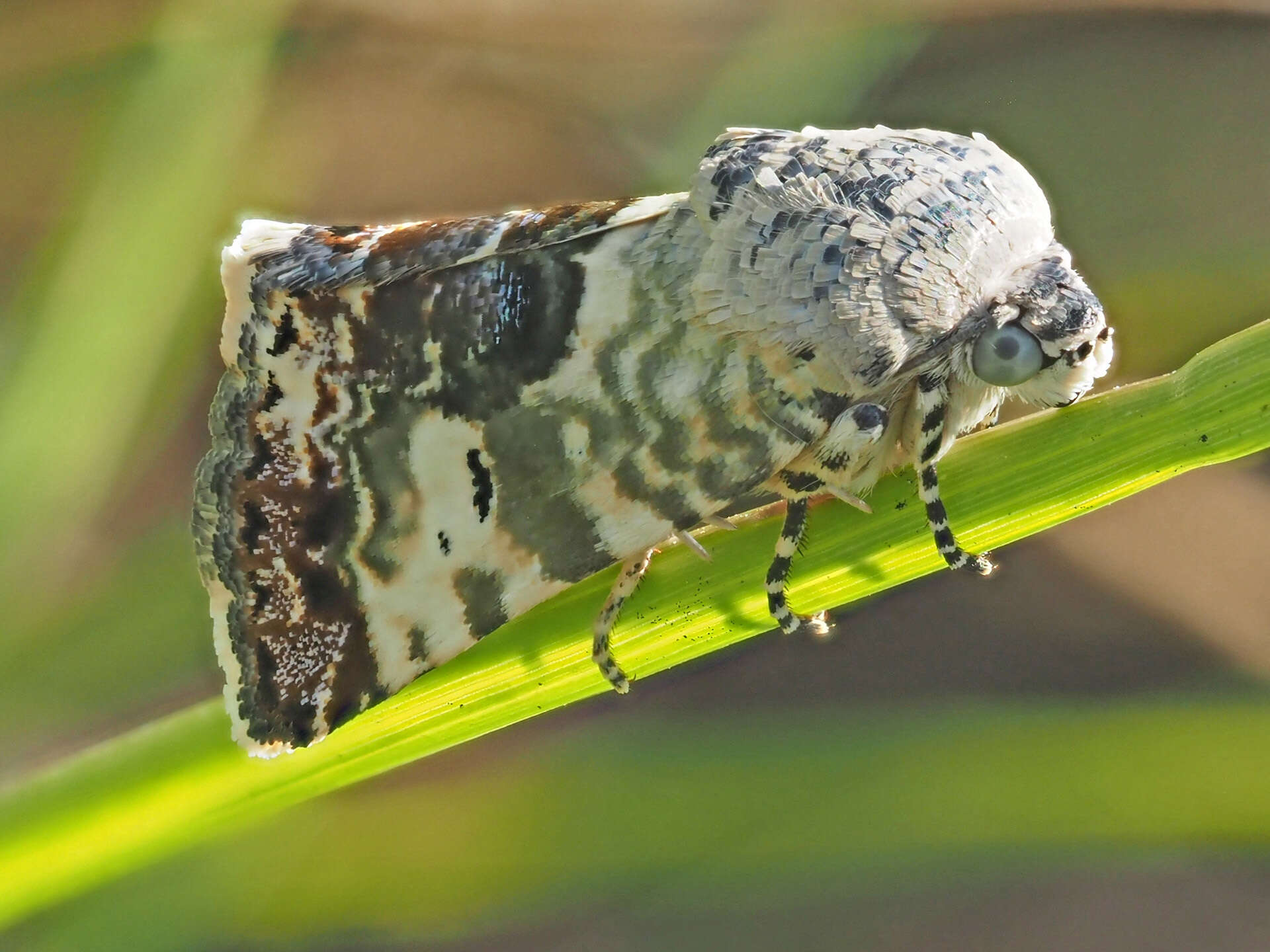 Image of Acontia dispar