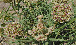 Image of spider milkweed