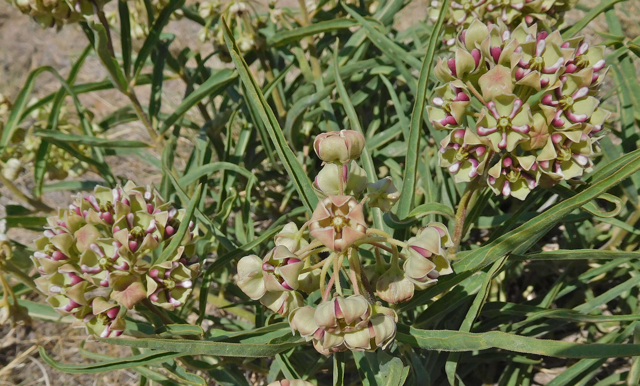 Image of spider milkweed